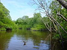 Tavares River uploadwikimediaorgwikipediacommonsthumbaa3