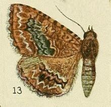 Taveta (moth)