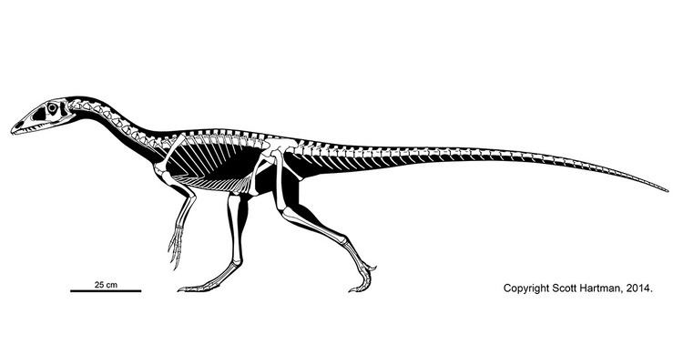 Tawa (dinosaur) Scott Hartman39s Dinosaur Anatomy