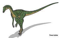 Tawa (dinosaur) httpsuploadwikimediaorgwikipediacommonsthu