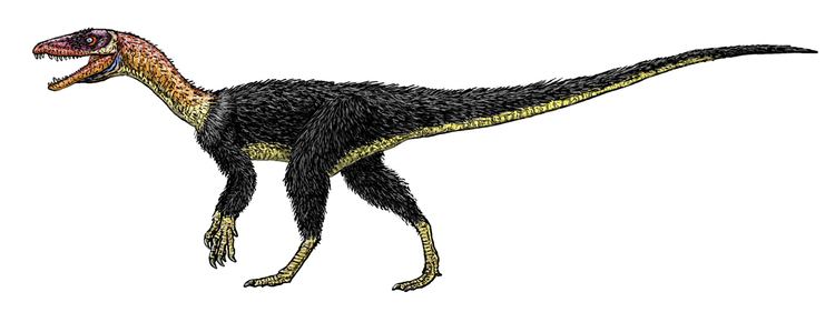 Tawa (dinosaur) Chinleana Tawa hallae Reconstruction by Jeff Martz