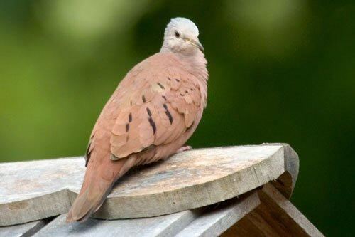 Tawitawi brown dove Bible Birds Doves and Pigeons Lee39s Birdwatching Adventures Plus
