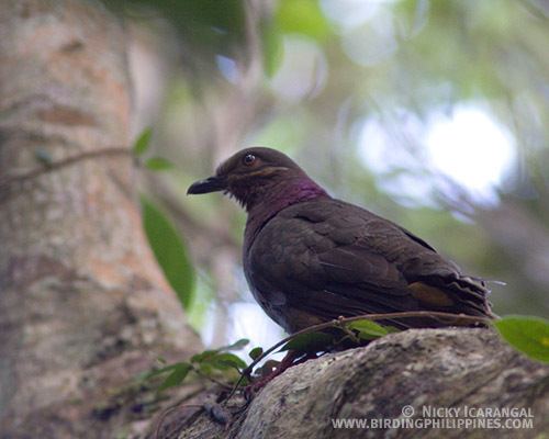 Tawitawi brown dove V5 Phil Birds List Pigeons to Coucals Philippine Bird