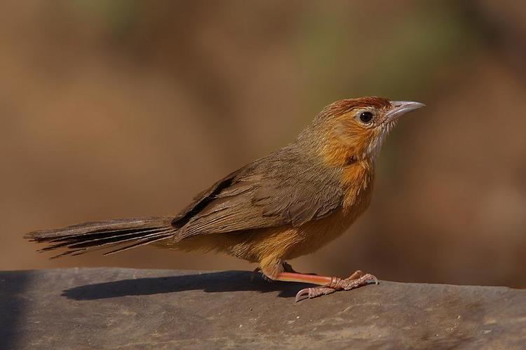 Tawny-bellied babbler Tawnybellied Babbler Dumetia hyperythra videos photos and sound