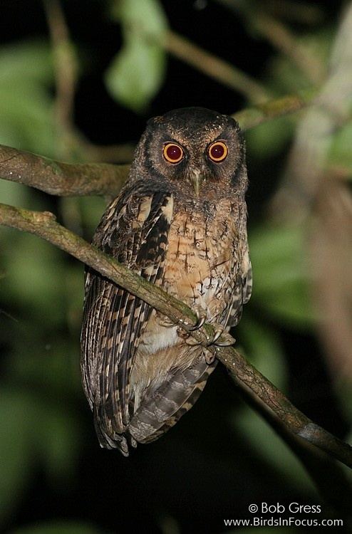 Tawny-bellied screech owl wwwbirdsinfocuscomgalleriesbobgressTawnybel