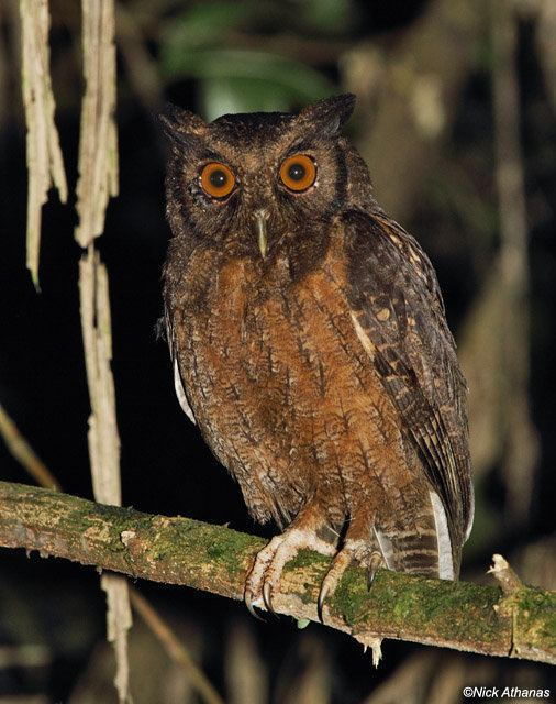 Tawny-bellied screech owl Northern Tawnybellied Screech Owl Megascops watsonii
