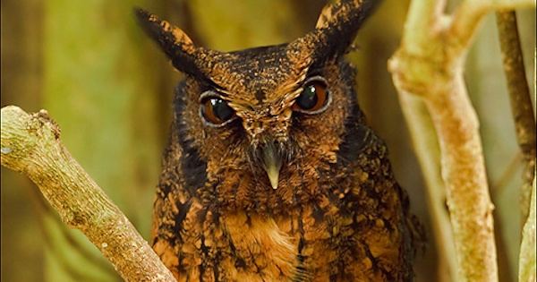 Tawny-bellied screech owl Northern Tawnybellied Screech Owl Megascops watsonii