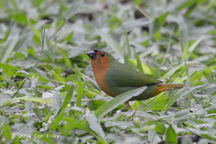 Tawny-breasted parrotfinch Java Trip Report 2014 Con Foley Photography