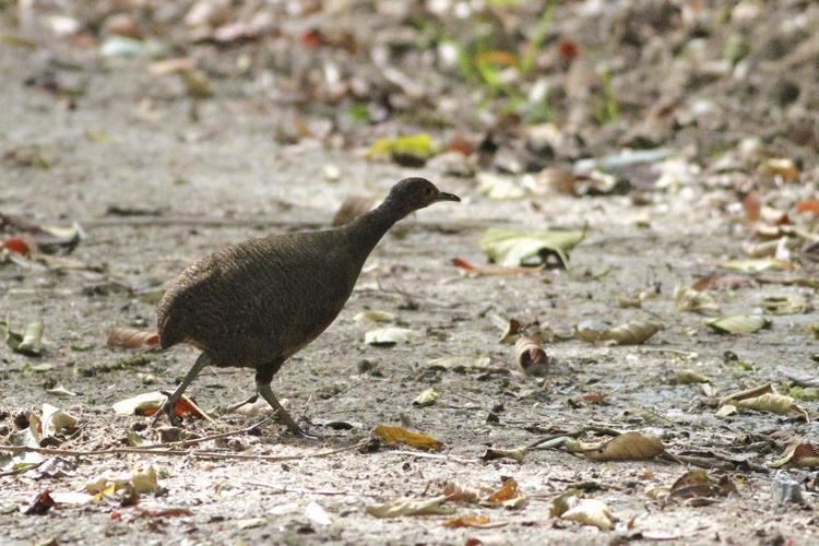 Tawny-breasted tinamou Tawnybreasted Tinamou Nothocercus julius videos photos and sound