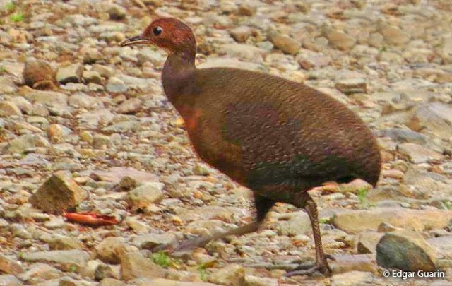 Tawny-breasted tinamou Tawnybreasted Tinamou Nothocercus julius Peru Aves Peru Birds