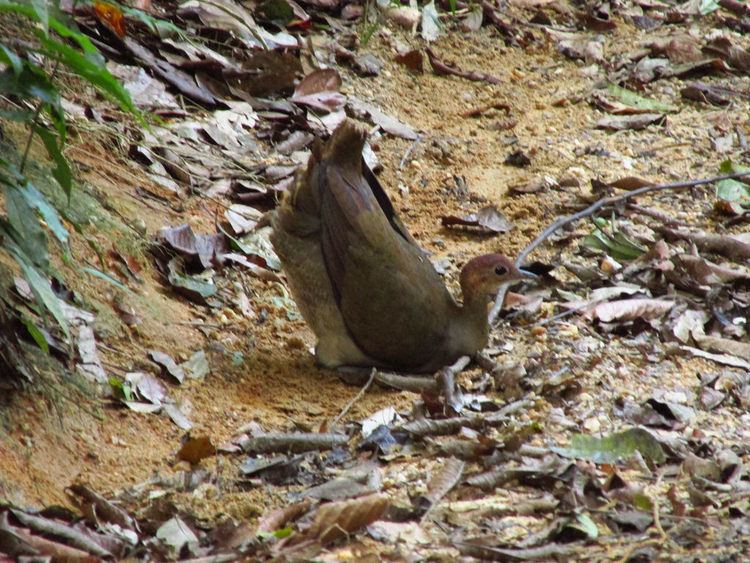 Tawny-breasted tinamou Flickr photos of tawnybreasted tinamou nothocercus julius Picssr