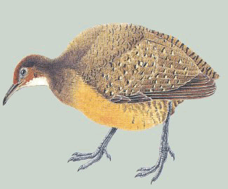 Tawny-breasted tinamou Tawnybreasted Tinamou Nothocercus julius Planet of Birds