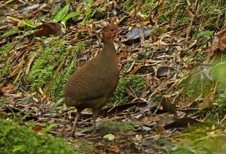 Tawny-breasted tinamou Tawnybreasted Tinamou Nothocercus julius videos photos and sound