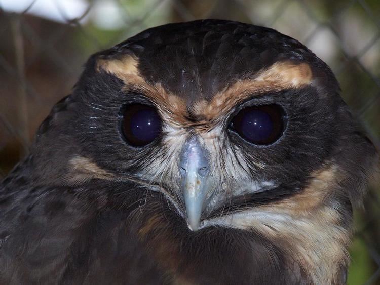 Tawny-browed owl TAWNYBROWED OWL Pulsatrix koeniswaldiana FAUNA PARAGUAY