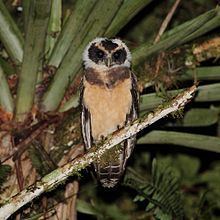Tawny-browed owl httpsuploadwikimediaorgwikipediacommonsthu