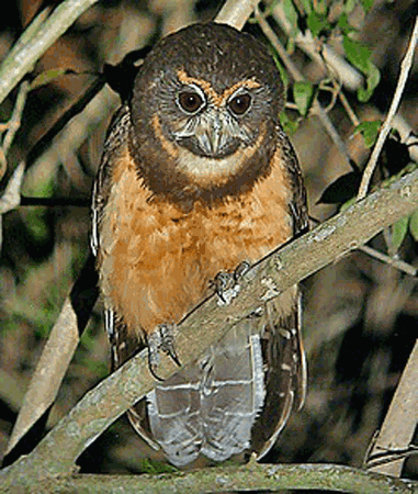 Tawny-browed owl Tawnybrowed Owl Pulsatrix koeniswaldiana Planet of Birds