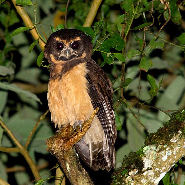 Tawny-browed owl Murucututudebarrigaamarela Tawnybrowed Owl Pulsatrix Flickr