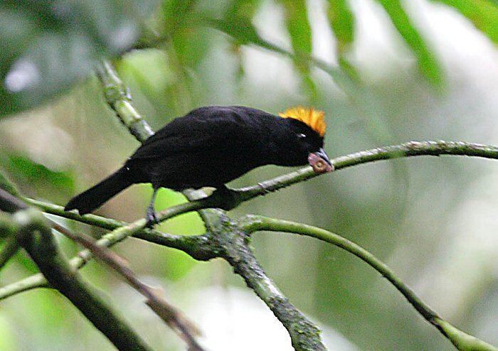 Tawny-crested tanager Mangoverde World Bird Guide Photo Page Tawnycrested Tanager