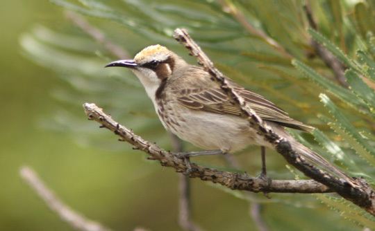 Tawny-crowned honeyeater Listening Earth Blog Blog Archive Chasing the Dawn Song of the