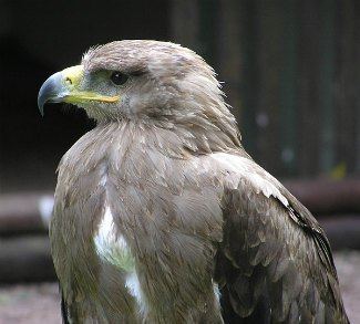 Tawny eagle Tawny Eagle Aquila rapax The Eagle Directory