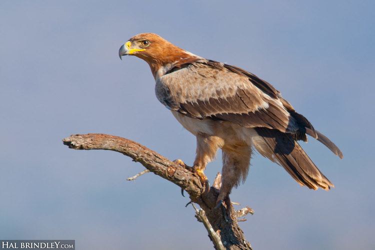 Tawny eagle Hal Brindley Wildlife Photography Daily Creature 63 Tawny Eagle