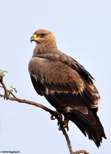 Tawny eagle Oriental Bird Club Image Database Tawny Eagle Aquila rapax