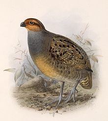 Tawny-faced quail httpsuploadwikimediaorgwikipediacommonsthu