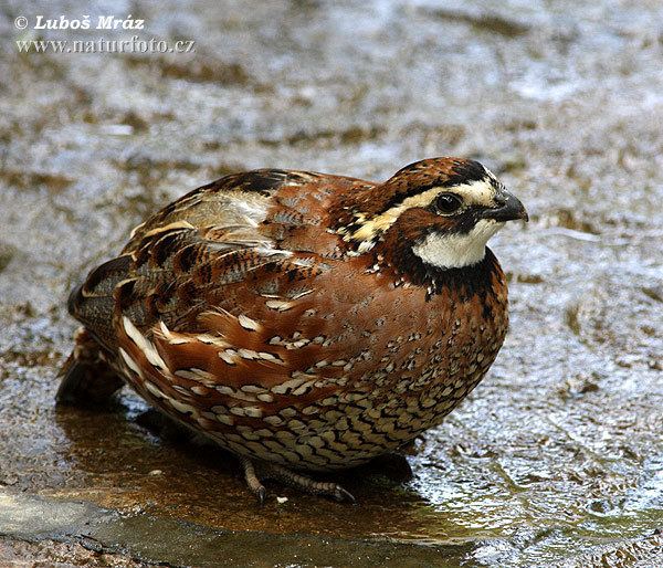 Tawny-faced quail Tawnyfaced Quail Pictures Tawnyfaced Quail Images NaturePhoto