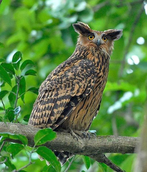 Tawny fish owl Oriental Bird Club Image Database Tawny Fish Owl Ketupa flavipes