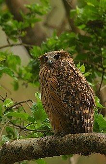 Tawny fish owl httpsuploadwikimediaorgwikipediacommonsthu