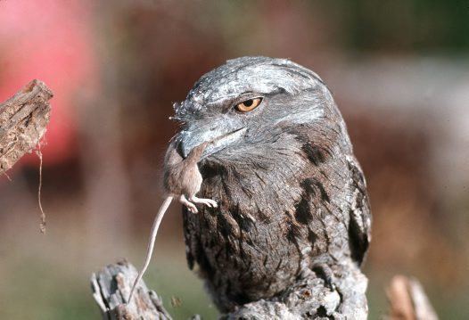 Tawny frogmouth Tawny Frogmouth Australian Museum