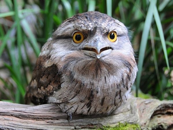 Tawny frogmouth Australia Zoo Birds