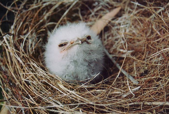 Tawny frogmouth The World39s Cutest Owl LookAlike Is The Tawny Frogmouth 15 Pics