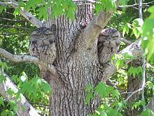 Tawny frogmouth httpsuploadwikimediaorgwikipediacommonsthu