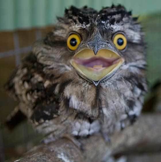 Tawny frogmouth Tawny Frogmouth orphans