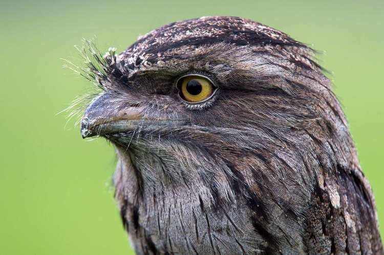 Tawny frogmouth Tawny Frogmouth Diet Habitat amp Reproduction Sydney