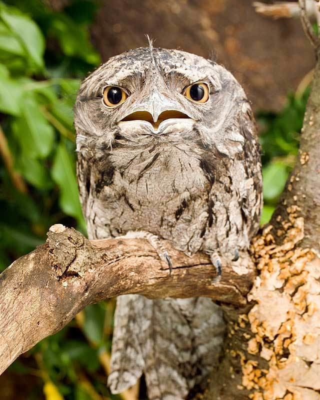 Tawny frogmouth National Aquarium Tawny Frogmouth