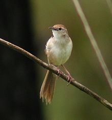 Tawny grassbird httpsuploadwikimediaorgwikipediacommonsthu