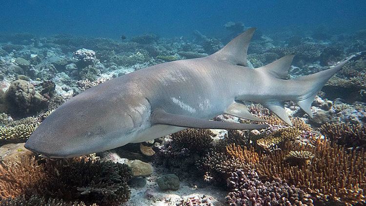 Tawny nurse shark Tawny Nurse Sharks of Chagos Archipelago KSLOFLiving Oceans Foundation