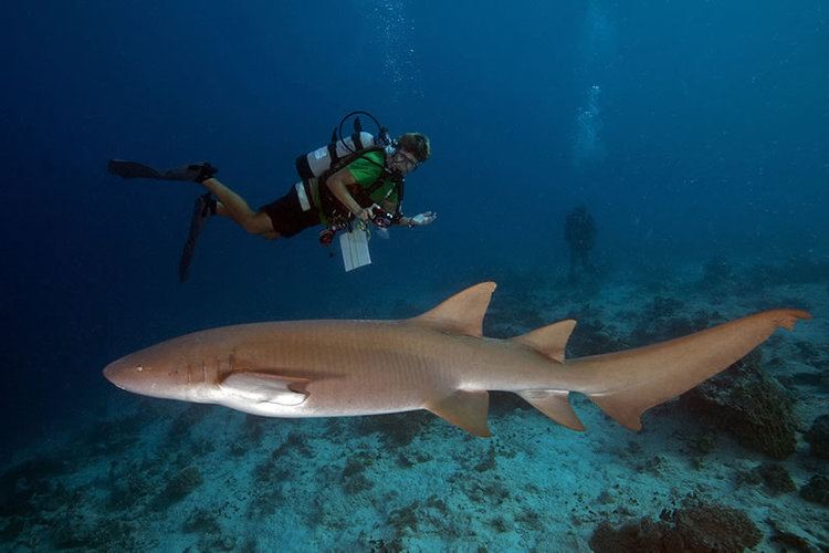 Tawny nurse shark Tawny Nurse Sharks of Chagos Archipelago KSLOFLiving Oceans Foundation