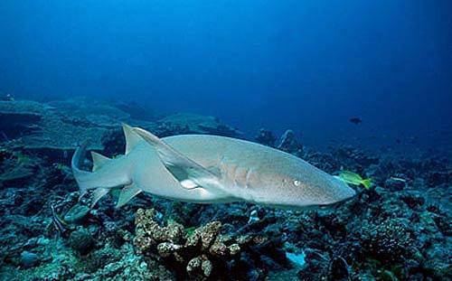 Tawny nurse shark Tawny Nurse Shark