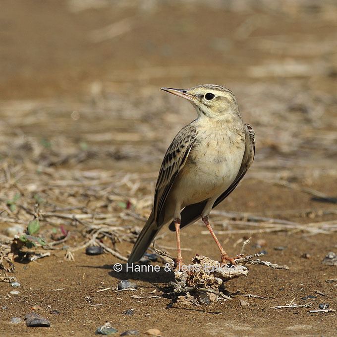 Tawny pipit Tawny Pipit