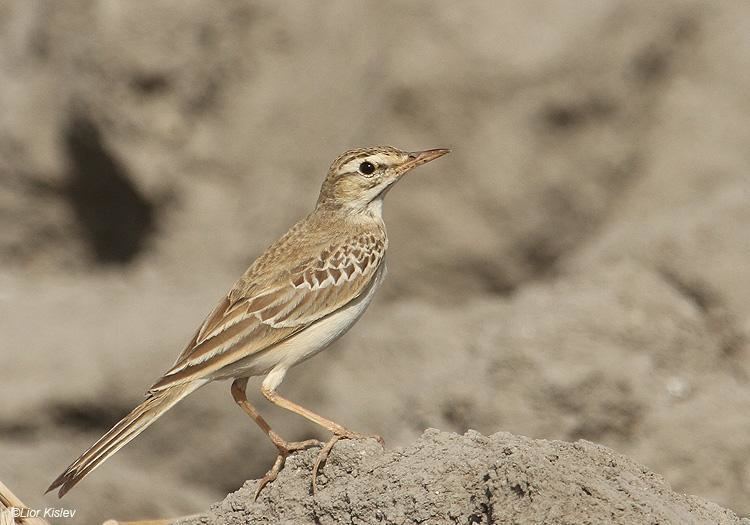 Tawny pipit Gallery of Tawny Pipit Anthus campestris the Internet Bird