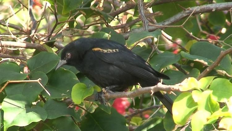 Tawny-shouldered blackbird Tawnyshouldered Blackbird Agelaius humeralis videos photos and