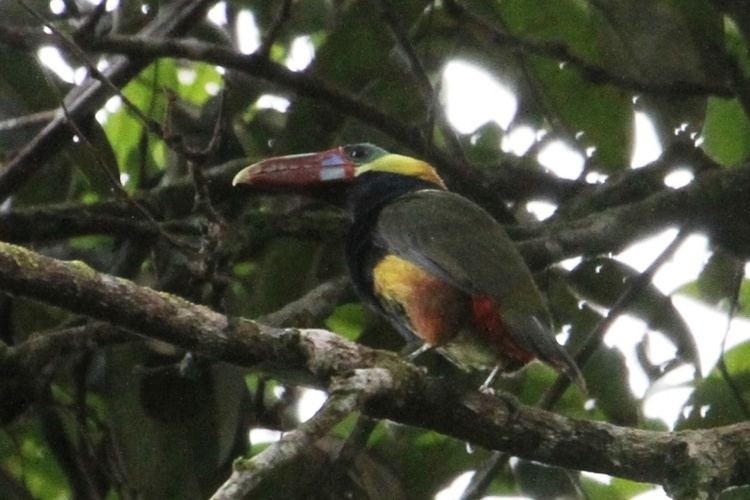 Tawny-tufted toucanet Surfbirds Online Photo Gallery Search Results