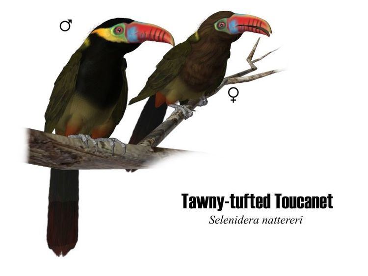 Tawny-tufted toucanet wwwempkencomwikiimages007Tawnytuftedtoucane
