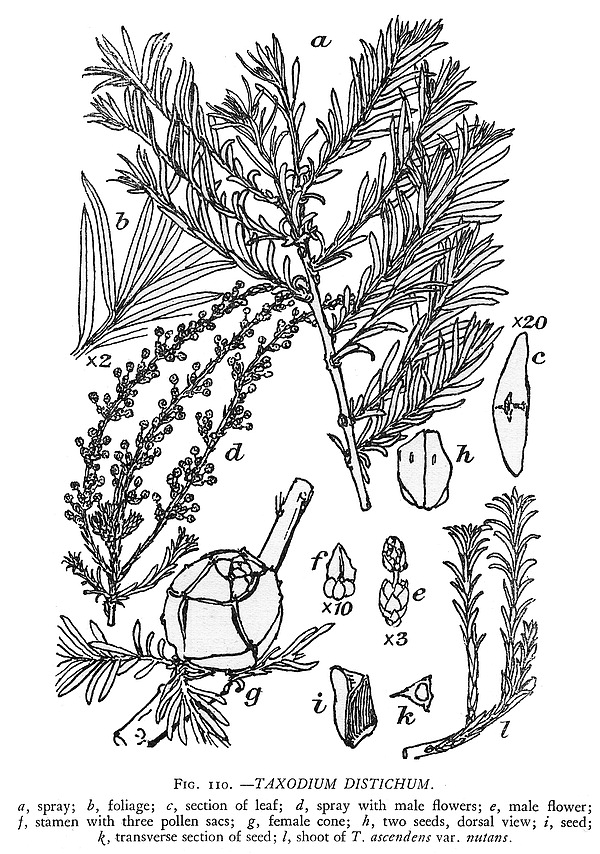 Taxodiaceae Gymnosperm families Taxodiaceae