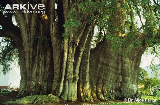 Taxodium Swamp cypress photo Taxodium distichum G91150 ARKive