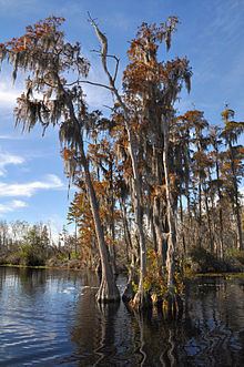 Taxodium ascendens httpsuploadwikimediaorgwikipediacommonsthu