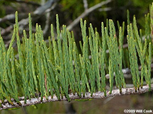 Taxodium ascendens Taxodium ascendens